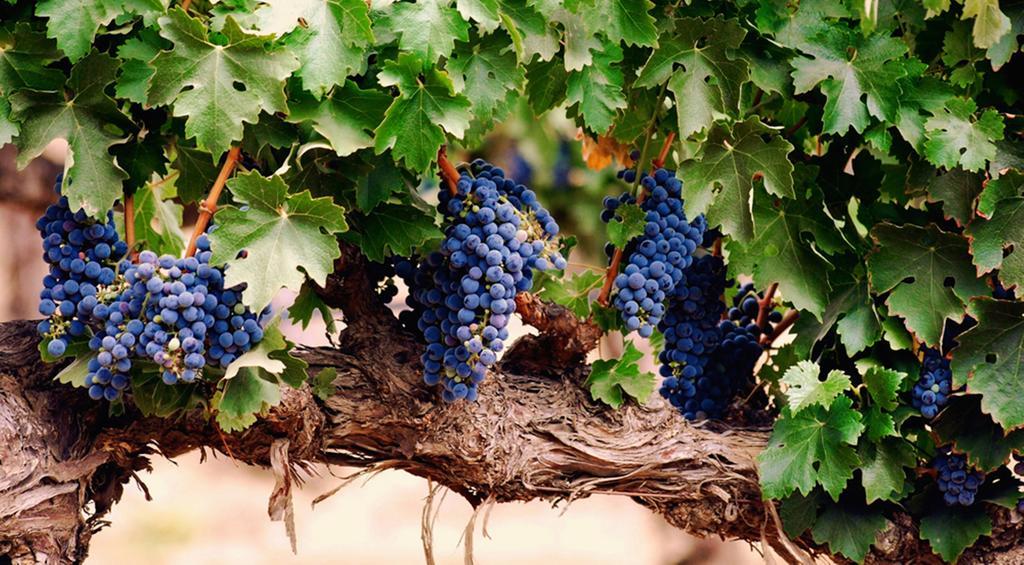 Agriturismo Le Vigne Фоліньо Екстер'єр фото